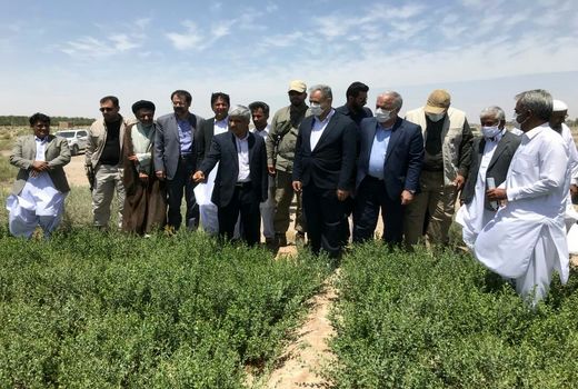 وزیر جهاد کشاورزی از مزارع حنا در شهرستان دلگان بازدید کرد