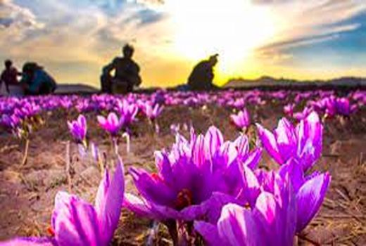 خشکسالی علت کاهش ۷۵ درصدی تولید زعفران در سرایان