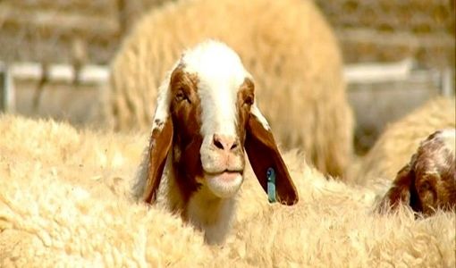 کاهش تولد دام سبک در پاییز سال 1404