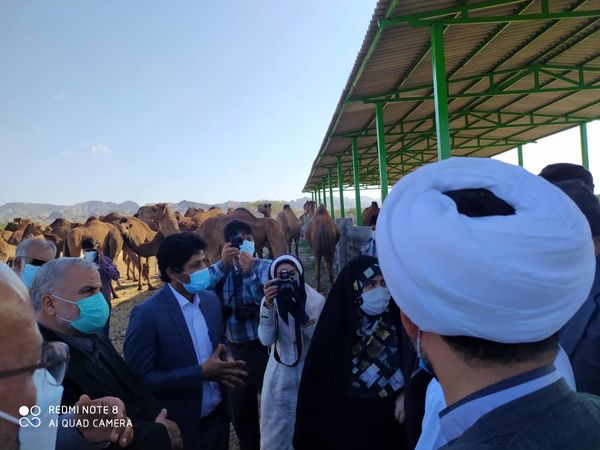 بازدید از طرح پرورش شتر داشتی در سیریک استان هرمزگان