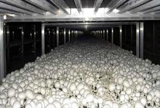 استان تهران با ۴۲هزارتن تولید سالانه، قطب تولید قارچ کشور است