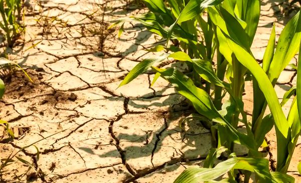 کشاورزان به رعایت الگوی کشت ملزم شوند