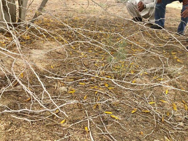 مبارزه با ملخ صحرایی در سیستان و بلوچستان به 3400 هکتار رسید