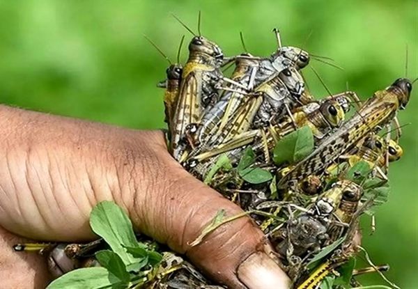 مقابله با ملخ مراکشی به روشهای علمی و همکاری کشاورزان نیاز دارد