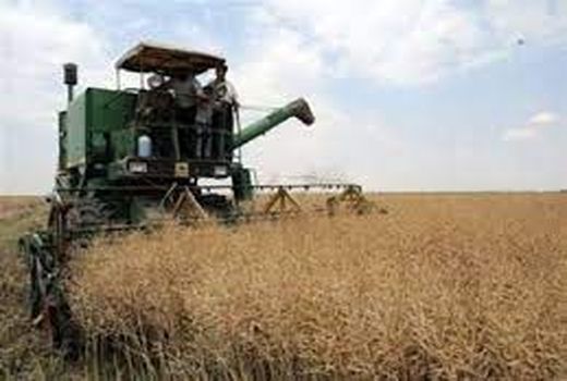 مزارع کلزای کازرون در حال برداشت است