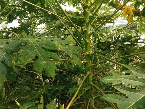 کاشت "پاپایا" برای دومین‌بار در نی‌ریز