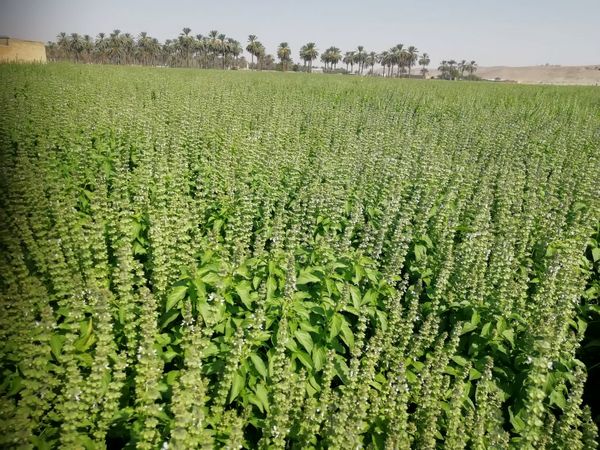 برداشت ریحان در فسا ادامه دارد