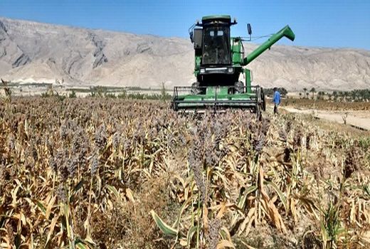 از برداشت سورگوم تا کاشت گندم در جهرم