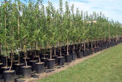 غرس 7500 اصله نهال در شهرستان فارسان 