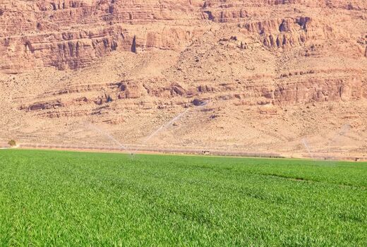 افزایش سطح زیر کشت گندم در استان فارس