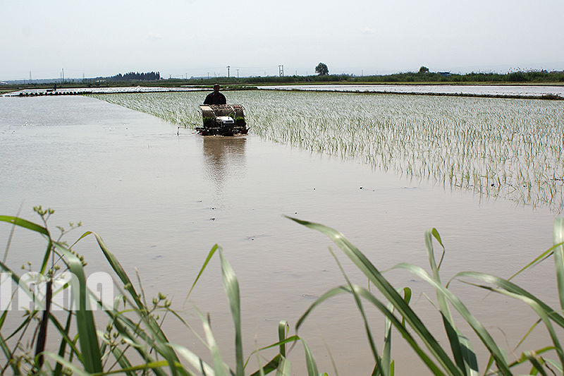 کشت برنج