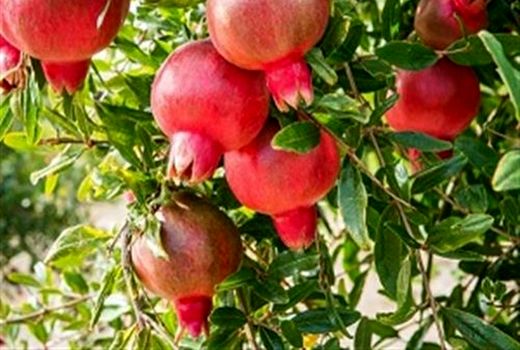 بازدید از باغات آلوده به آفت مگس میوه مدیترانه‌ای روستاهای اصفهان