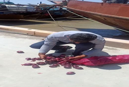 نظارت بر محموله صادراتی پیاز در آبادان