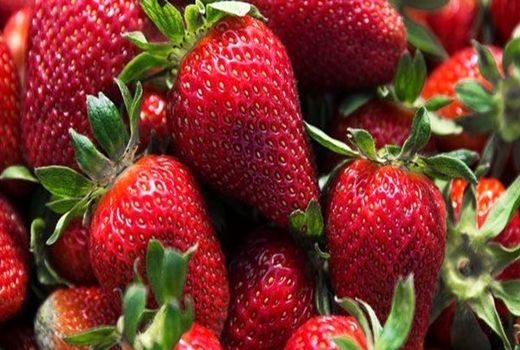 پیش‌بینی تولید ۵۹ هزار تنی توت فرنگی در کردستان