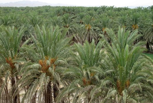 سه هزار هکتار از نخلستانهای سیستان و بلوچستان گواهی ارگانیک گرفتند