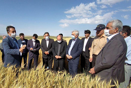 بازدید معاون وزیر جهاد کشاورزی در امور زراعت از پروژه امنیت غذایی ایران در شهرستان هشترود