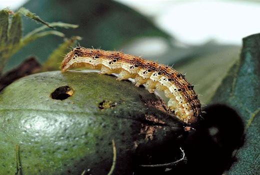 لزوم مبارزه به موقع کشاورزان با آفت کرم غوزه پنبه در شرایط خشکسالی