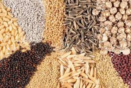 ۱۴ هزار تن بذر گواهی شده آماده تحویل به کشاورزان زنجان است