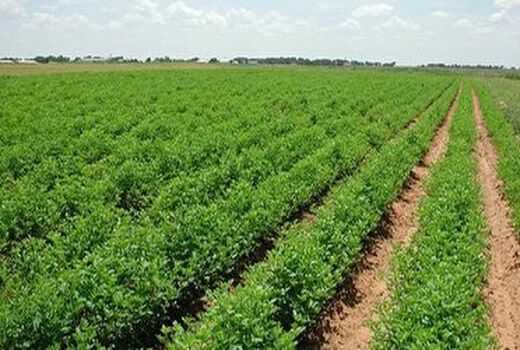 برگزاری جلسه شورای هماهنگی بخش کشاورزی در شهرستان نقده