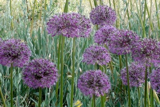 کشت گیاهان دارویی در 500 هکتار از اراضی کوهرنگ