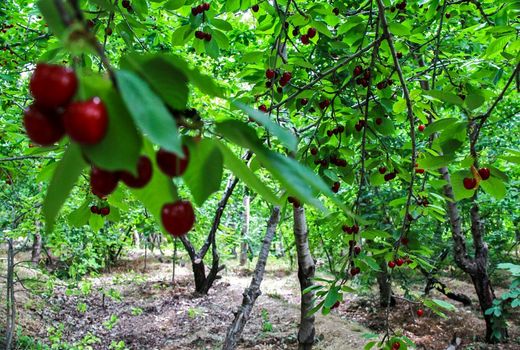 طرح صدور شناسنامه‌ برای باغات کشور، راهبرد مهم وزارت جهاد کشاورزی در استانداردسازی تولیدات باغبانی 