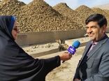 تداوم تحویل چغندرقند از کشاورزان چهارمحال و بختیاری تا ۲۰ روز آینده
