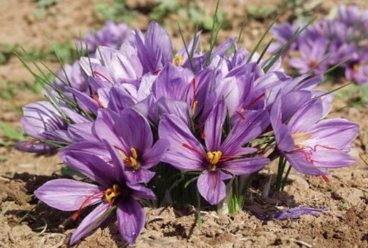 برداشت طلای سرخ از ۳ هزار هکتار سطح زیر کشت سرایان