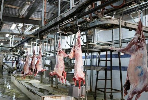 برچسب‌گذاری لاشه گوشت قرمز براساس کیفیت در کردستان