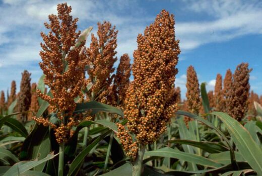 کشت ذرت خوشه‌ای در خرمشهر
