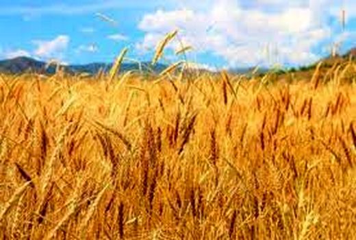 خرید تضمینی ۲۹۷ تن گندم در خراسان شمالی 
