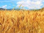 خرید تضمینی ۲۹۷ تن گندم در خراسان شمالی 
