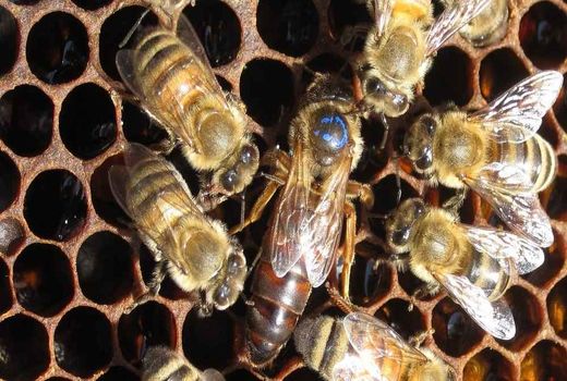 اصلاح نژاد و تلقیح مصنوعی در زنبور عسل با تولید ملکه نژاد کارنیکا در شهرستان بردسیر
