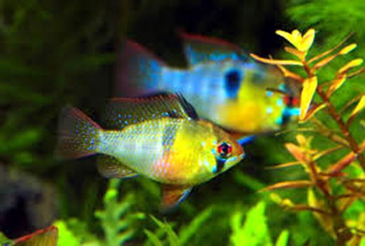 ظرفیت تولید ماهیان زینتی در قزوین ۲ برابر می‌شود