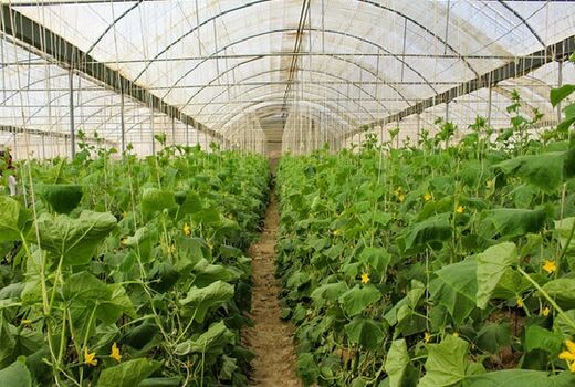 سطح گلخانه‌های استان بوشهر به 400هکتار رسید