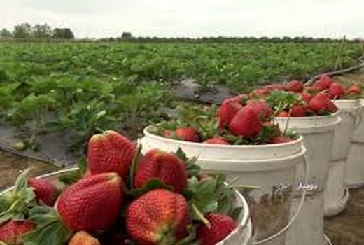 تولید یک هزار و 500 تن توت فرنگی در خوزستان