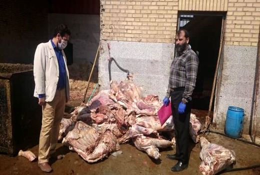 کشف و معدوم‌سازی 1030 کیلوگرم گوشت گاوی فاقد شرایط مصرف در شهرستان ورامین