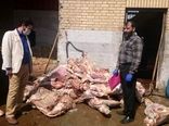 کشف و معدوم‌سازی 1030 کیلوگرم گوشت گاوی فاقد شرایط مصرف در شهرستان ورامین
