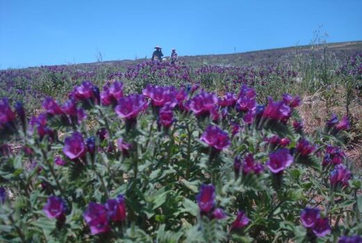رشد 25 درصدی تولید گل‌گاوزبان در مازندران