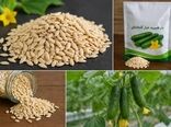 تولید بذرهای هیبرید راهکاری برای افزایش بهره‌وری و پایداری تولیدات کشاورزی است