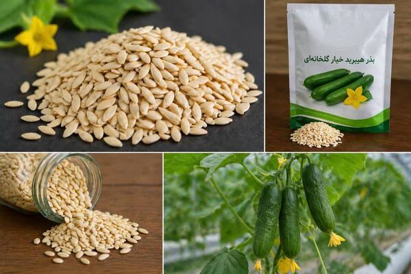 تولید بذرهای هیبرید راهکاری برای افزایش بهره‌وری و پایداری تولیدات کشاورزی است