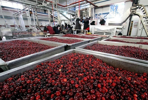 از باغ آلو تا احداث شرکت تولید لواشک
