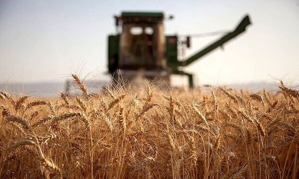 پیش‌بینی درآمد ۱۵۰۰ میلیارد تومانی کشاورزان ایلام از فروش محصولات کشاورزی