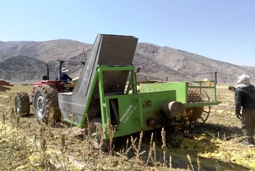 اقلید تولیدکننده برتر کدوی آجیلی در فارس