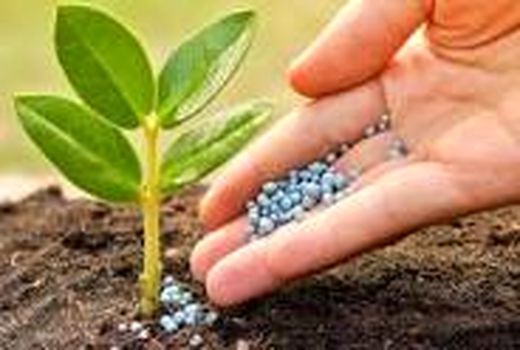 از ابتدای اردیبهشت ماه تاکنون 15 هزارتن نهاده‌ دامی در اختیار تولیدکنندگان استان مرکزی قرار گرفت 