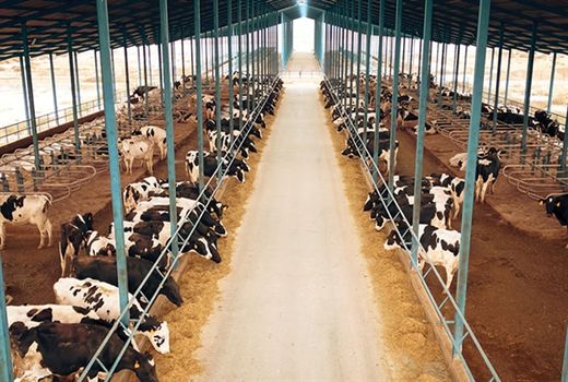 بهره برداری از طرح گاوداری شیری 1000 راسی در استان خراسان رضوی با حمایت بانک کشاورزی
