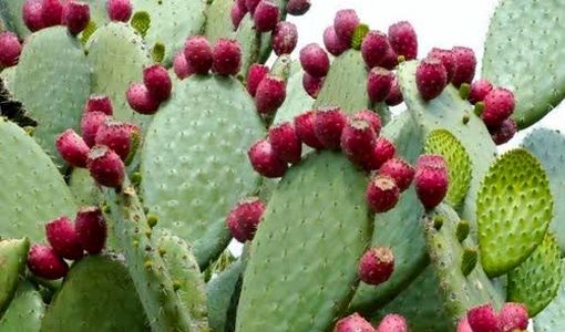 مدیریت خشکسالی با کشت گسترده آپونتیا در فارس