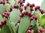 مدیریت خشکسالی با کشت گسترده آپونتیا در فارس