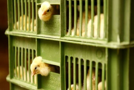 رشد 56 درصدی جوجه ریزی در مرغداری‌های خوزستان  