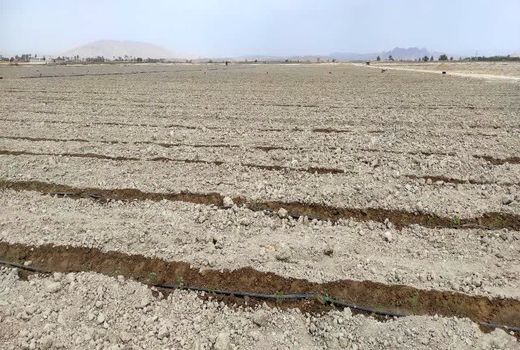 آغاز کشت گوجه فرنگی در شهرستان زرین دشت