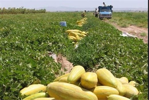 کاهش 70 درصدی سطح جالیزهای استان سمنان در سال‌های اخیر 